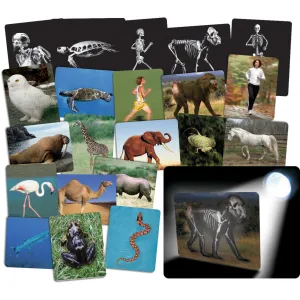 What's Inside Animals X-Ray Cards pk 16